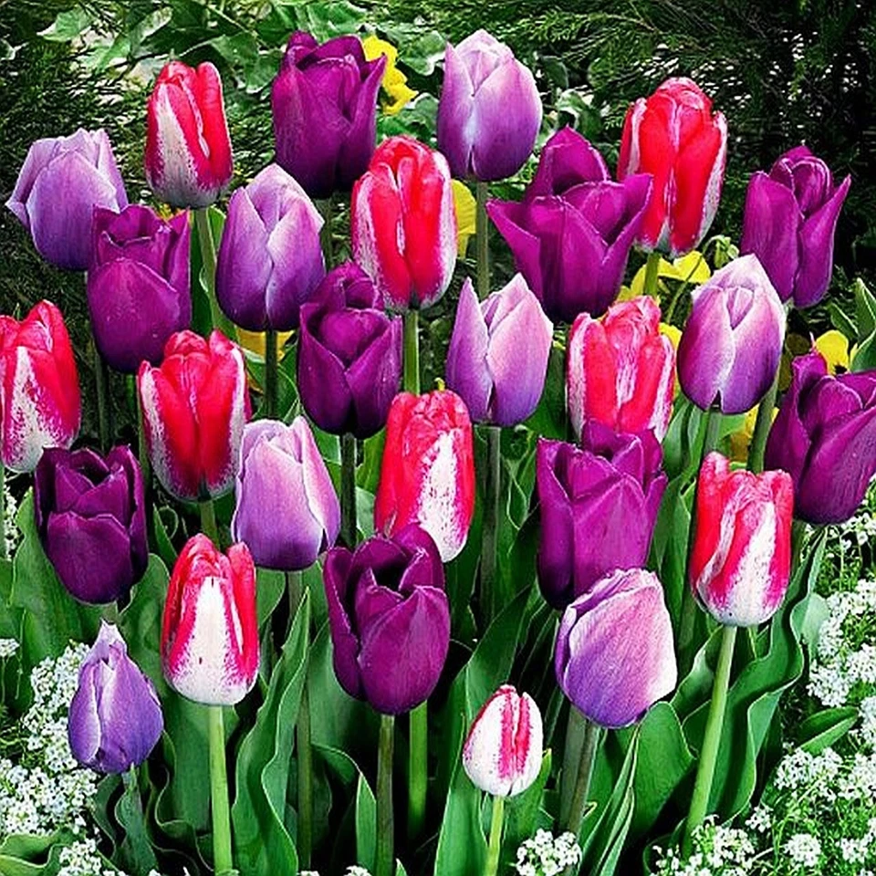 Tulpen Blumenzwiebeln Zwiebeln Blumen violett-Farben Tulpe Mix Mischung 100 St. - Bild 1 von 1