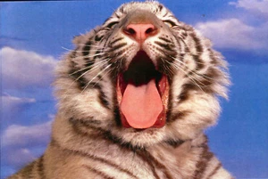 White Tiger Cat Wild Animal Postcard / Post Card Mint New Condition REF: CAT528 - Picture 1 of 1