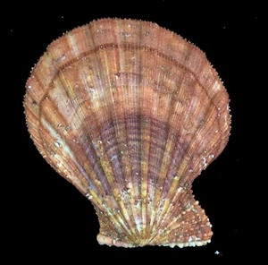 PECTEN PESFELIS LARGE - Picture 1 of 2