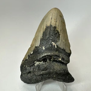 Megalodon Haizahn 4,44 Zoll - Carolina - natürliches Fossil - echte Zähne 19848 - Bild 1 von 8