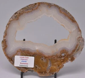 Rebanada LIMB CAST, Oligoceno, JUMBI, rebanada fósil vegetal, Indonesia S599 - Imagen 1 de 4