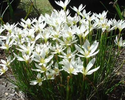 3 Bulbs- Zephyranthes Candida. Zephyr, Fairy, Rain Lily, Water Onion, Flower - Image 1 of 4