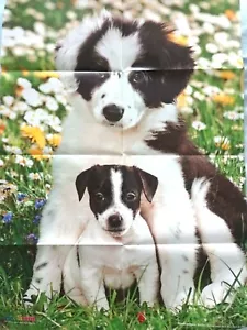 84x59 Poster BORDER COLLIE JACK RUSSELL TERRIER Welpen Hund Rasse MEDIZINI 32012 - Bild 1 von 2