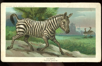 trade card-New York-Arbuckle Brothers Coffee- Zebra - Image 1 of 2