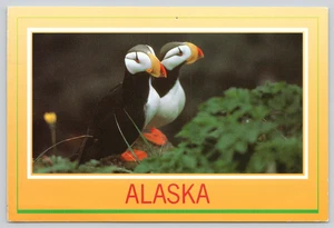 Postcard Alaska Puffins Fratercula corniculata - Terry Maznio - Ornithology - Picture 1 of 2