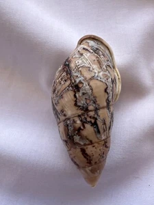LAND SNAIL, SHELL, Amphidromus buelowi 50.5mm #7169 - Picture 1 of 4