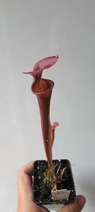 Sarracenia flava "Red Mix" - Picture 1 of 11