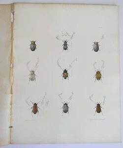 Beetle Insects 1854 Hand-color Real Antique Book Plate #24 Emmons & Pease Foxing - Foto 1 di 14
