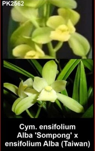 OoN Cymbidium Orchid ensifolium 'Alba Sompong' x Alba (Taiwan) PK2562 (68mmP) - Picture 1 of 4
