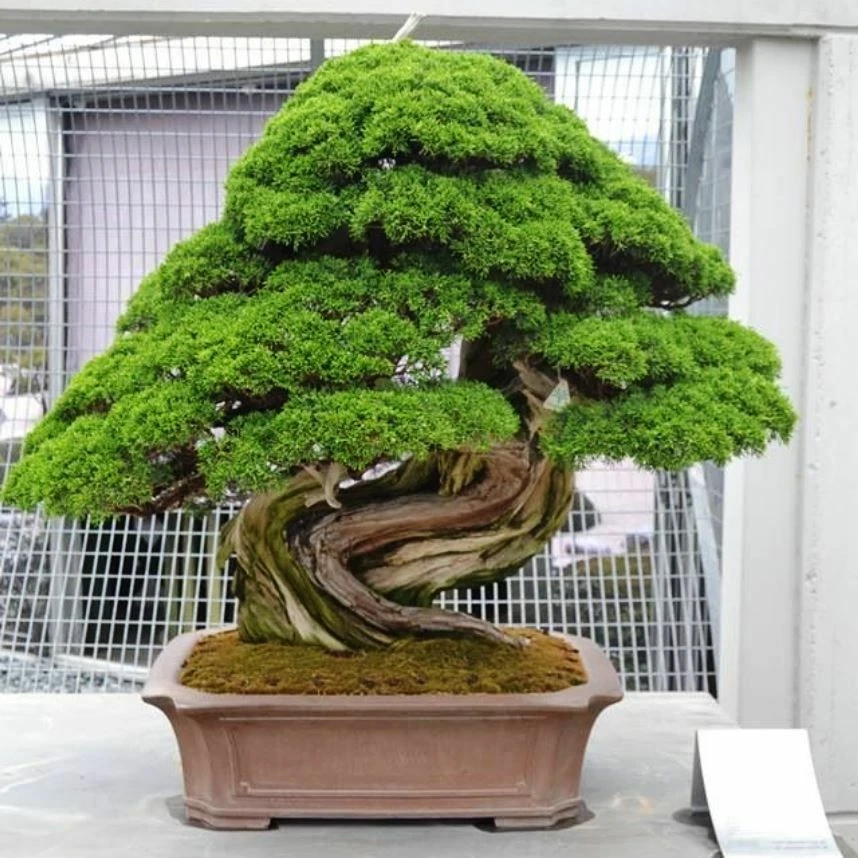 15 graines de CEDRE DU JAPON( Cryptomeria japonica)SUGI W31 JAPANESE CEDAR SEEDS