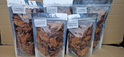ALL THINGS NATURE Beech Leaf Litter Layer Bio active. Leaves Only. 1st Class Options