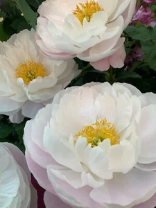 Peony Plant Root "Flying Pink Saucer " with 3-5 eyes (not seeds) - Picture 1 of 4