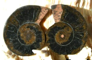 Black Ammonite Fossil Pair 26gm Deep Crystals MEDIUM 30mm 1.2" n2846 - Picture 1 of 1