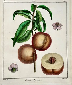 1768 Pesche, Duhamel Du Monceau, Grande Quarto, Frutta, Colore A Mano - Picture 1 of 2