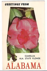 CAMELLIA ALABAMA STATE FLOWER Greetings Pink Bloom Symbol Postcard AL - Picture 1 of 2