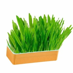 Hydroponic Cat Grass Kit Soil Free Growing Catnip Cat Grass With Planting HOT - Picture 1 of 12
