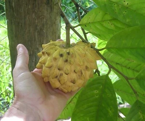 Annona squamosa Anón Cimarron Chirimoya Annona 15 seeds Sugar apple Amazónico - Picture 1 of 2