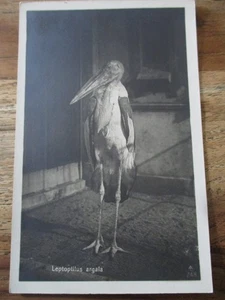 Postkarte Fotokarte Vogel Marabu Tierpark - Bild 1 von 3