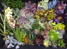 Succulent Cuttings x 30 All Different Succulents Sempervivum/Echeveria/Crassula