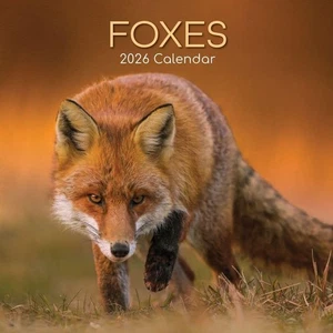 FOXES - CALENDARIO DE PARED 2026 - NUEVO - 223818 - Imagen 1 de 2