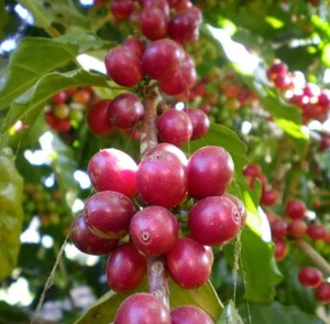120+ Kintamani Coffee Seedss (Coffea sp.) Coffee Bean - Picture 1 of 7