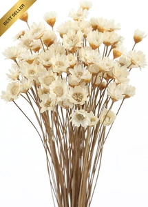 200 Stems Dried Mini Star Brazilian Daisy, Natural White Chamomile - Picture 1 of 12