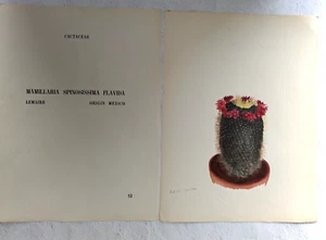 1948 Cereus Flagelliformis Arlette Davids Rock Plants Botanical Print 13 - Picture 1 of 4