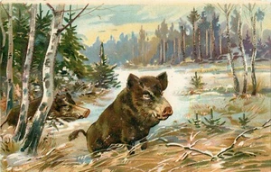 Cartolina Razorbacks Cinghiali in rilievo made in Germany non spedita - Foto 1 di 2