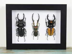 Triplet of Stag Beetles - Picture 1 of 1
