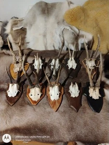 Set 10 Roe Deer Roebuck Skull Antlers Mounted Wooden Shields Trophy Taxidermy  - Picture 1 of 7