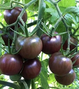 BLACK CHERRY TOMATOE SEED HEIRLOOM NJ ๐บ๐ธ Check My Store For Largest Selection - Picture 1 of 1