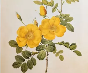 Redoute Rosen Floral Botanische Kunst Österreichische Gelbe Rose Exlibris Kunstdruck 51 - Bild 1 von 7