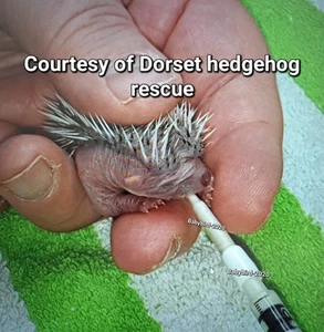 Baby hedgehog squirrel rat rabbit mice hand feeding teats and 1ml syringes - Picture 1 of 7