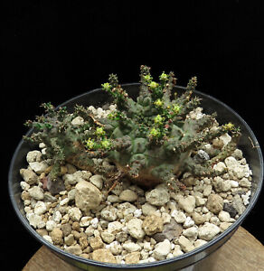 Euphorbia brevirama hybrid,Euphorbia,Succulent Plants
