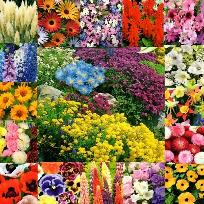 Steingarten Blumen Stauden Samen Beete Balkon Pflanzen Mischung 1-2-mehrjährig  - Bild 1 von 2