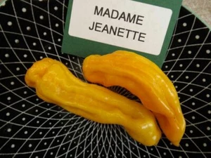Madame Jeanette Chile - más de 5 semillas - ¡Semillas vegetales de reliquia! Ch 135 - Imagen 1 de 1