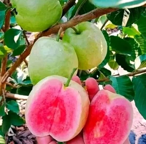 Grafteds Red Guava Seedles Fruit Trees, Quickly to fruit bear - Picture 1 of 3