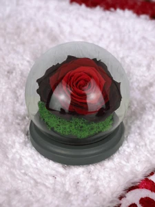 Konservierte Rose Dunkelrot mit Flechten, in Glaskugelkasten mit Holzsitz - Bild 1 von 5