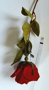 Contenitore cache fiori rosa rossa per geocaching viene fornito con registro spedizione gratuita - Foto 1 di 3