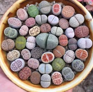 LIVING STONES SEEDS - Mixed Lithops Garden Flowers Cactus Cacti - Picture 1 of 1