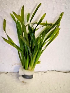 Vallisneria torta,kleine gedrehte Vallisnerie,Bundpflanze,Wasserpflanze,Aquarium - Bild 1 von 1