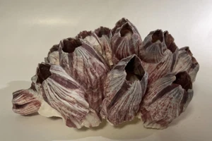 Barnacle Coral 8" x 4" x 4" - Picture 1 of 9