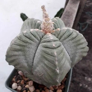 Astrophytum Myriostigma cv KIKKO rare japan cactus 10 SEED  - Picture 1 of 5