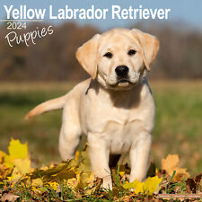 Labrador Pups - Yellow Wall Calendar 2024