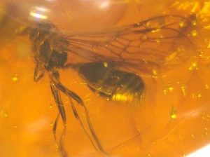 Large Winged Ant in Dominican Amber Fossil Gemstone - Picture 1 of 8