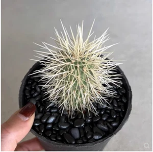 5-7cm cactus Succulent Plants Cylindropuntia bigelovii Home Garden Decoration - Picture 1 of 4