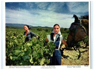 The Vintage Original Lobby Card Pier Angeli Michele Morgan Harvesting Vineyard