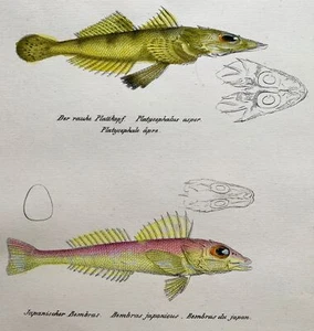 1833 H. Schinz (1777-1861) CABEZAS PLANAS pez platycephalus, litografía color mano - Imagen 1 de 4
