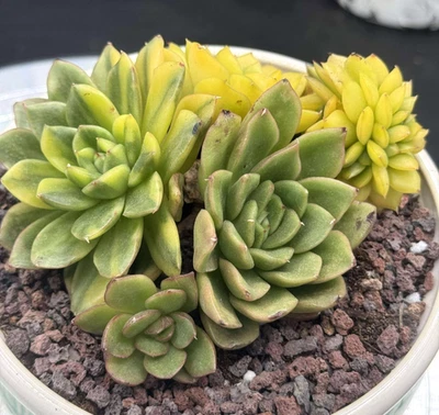 Importado Suculenta Planta Viva Regalo Raro Suculento Echeveria Amarillo Bemba #106 Foto 1 de 4