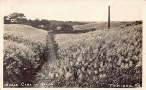 Trinidad - Sugar cane in arrow - Railway track - Chimney - REAL PHOTO - Picture 1 of 2